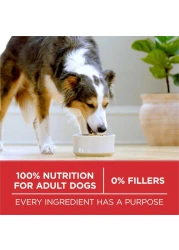 Purina ONE Small Bites Beef &amp; Rice Formula, Dog Food 3.63kg