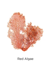 L'Oreal Paris Pure Clay Red Face Cleanser Red 150ml