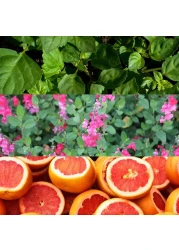 Calvin Klein Escape For Men - 100ml - Eau de Toilette