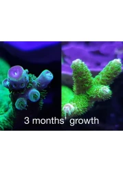 Red Sea Reef Energy Plus 500ml AB All in One Coral Food for Saltwater Aquarium Marine Reef Tanks Food for Soft LPS SPS and NonPhotosynthetic Corals