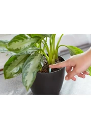 MiracleGro Indoor Plant Food Spikes Includes 48 Spikes Continuous Feeding for all Flowering and Foliage Houseplants NPK 6126 Pack of 1