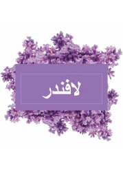 مستر ماسل سائل منظف الأرضيات متعدد الاستعمالات برائحة اللافندر 1 لتر