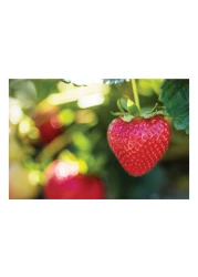Driscoll's Strawberries 850g