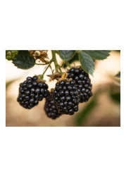 Driscoll's Blackberries 170g